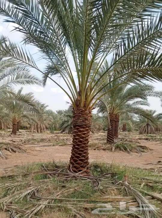نخل نقايل مثمر جثايث واشنطني إخلاص سكري برحي صقعي شيشي مجدول 8