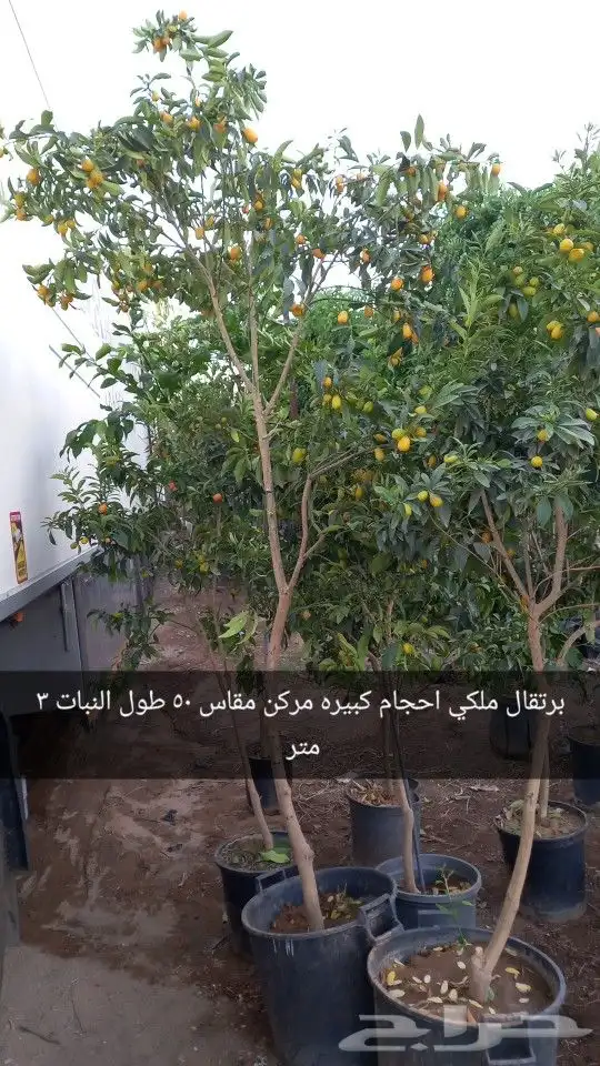 شتلات حمضيات مثمره 7