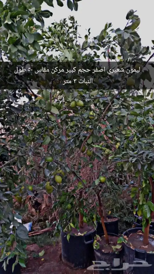شتلات حمضيات مثمره 9