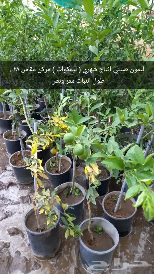 شتلات حمضيات مثمره 0