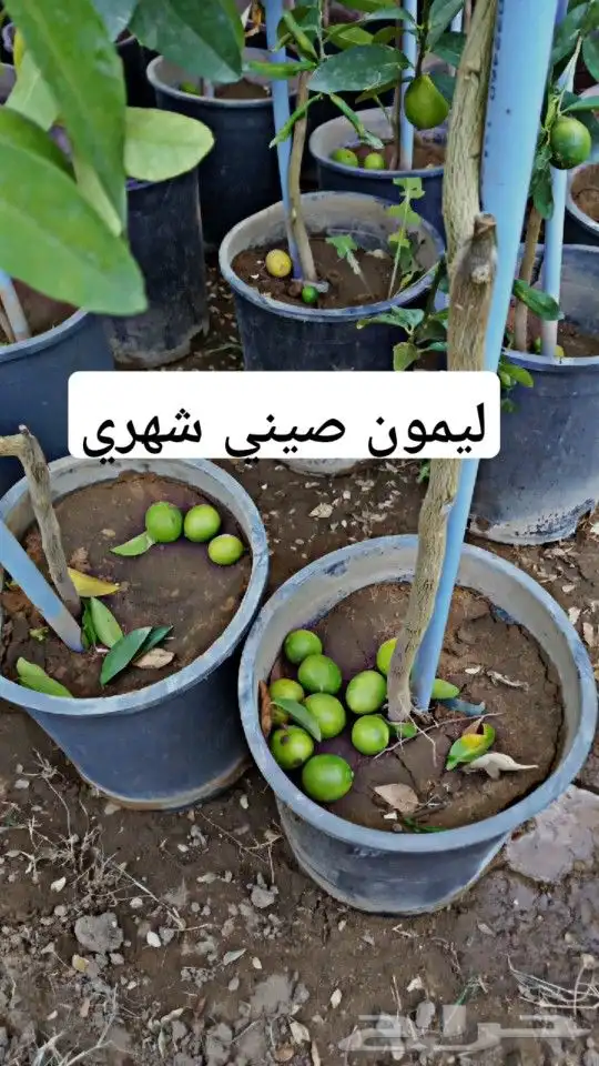 شتلات حمضيات مثمره 3