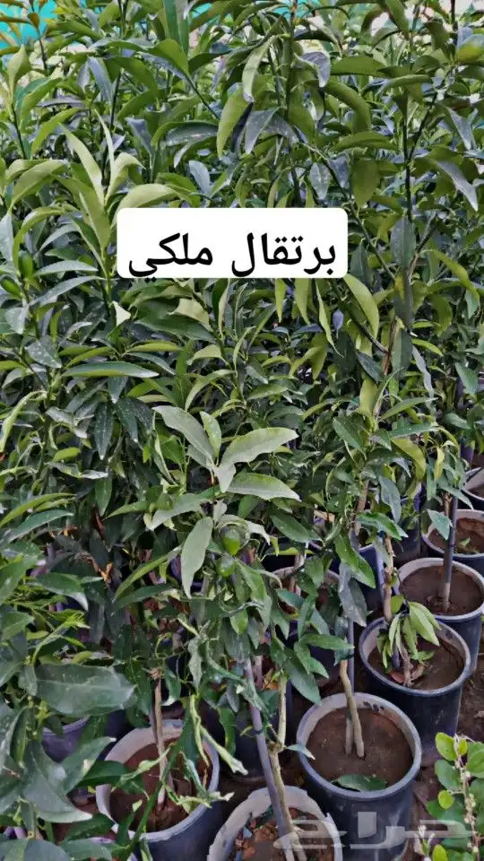 شتلات حمضيات مثمره 5