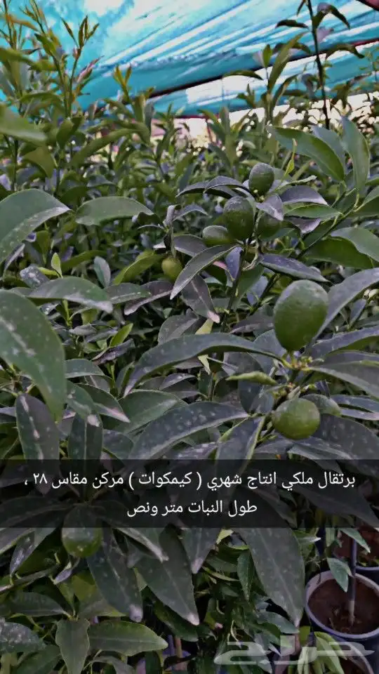 شتلات حمضيات مثمره 4