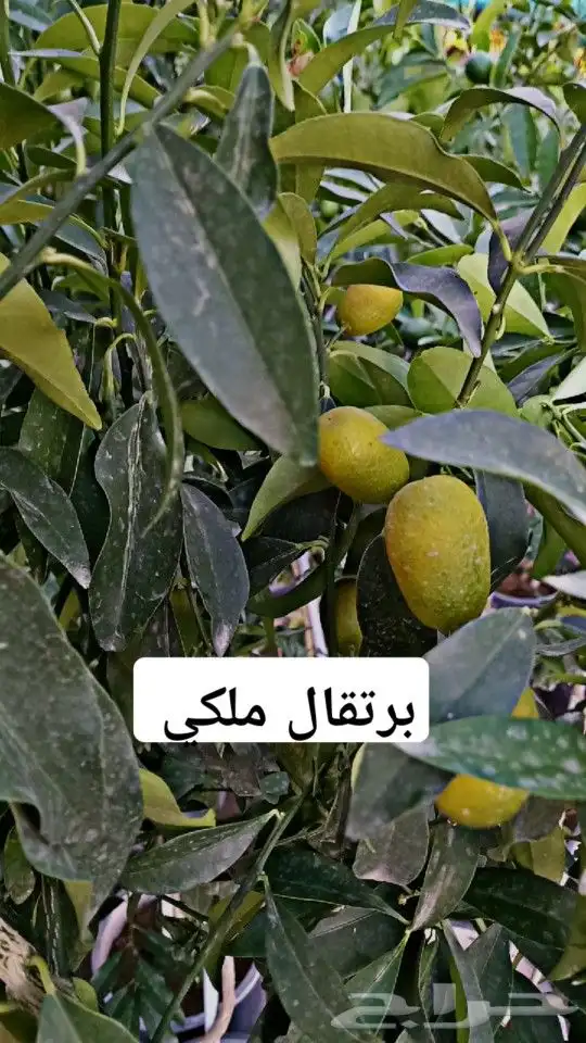 شتلات حمضيات مثمره 6