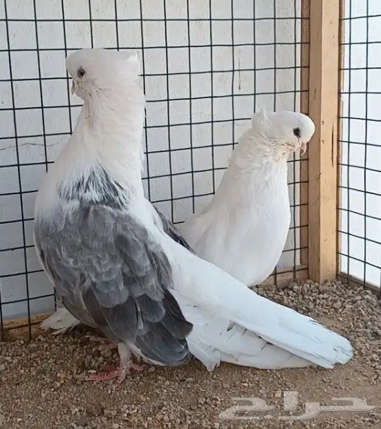 جوز نك كنار 16