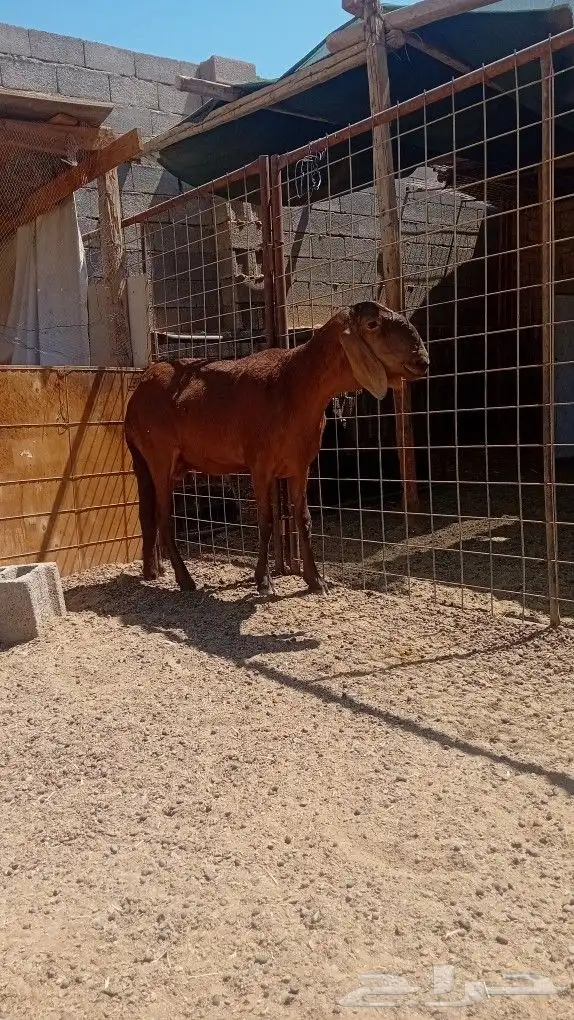 سلام عليكم ورحمة الله وبركاتة أعرض لكم رخل ثنيه توها تكسر 0