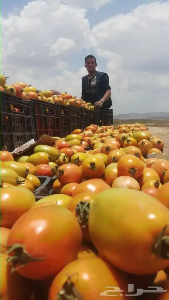 مزارع 1