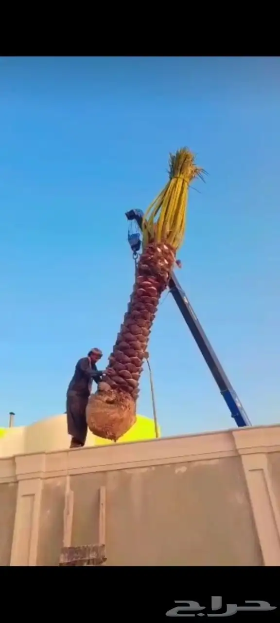 يوجد لدينا جميع انواع انخيل العربي وزينه 4