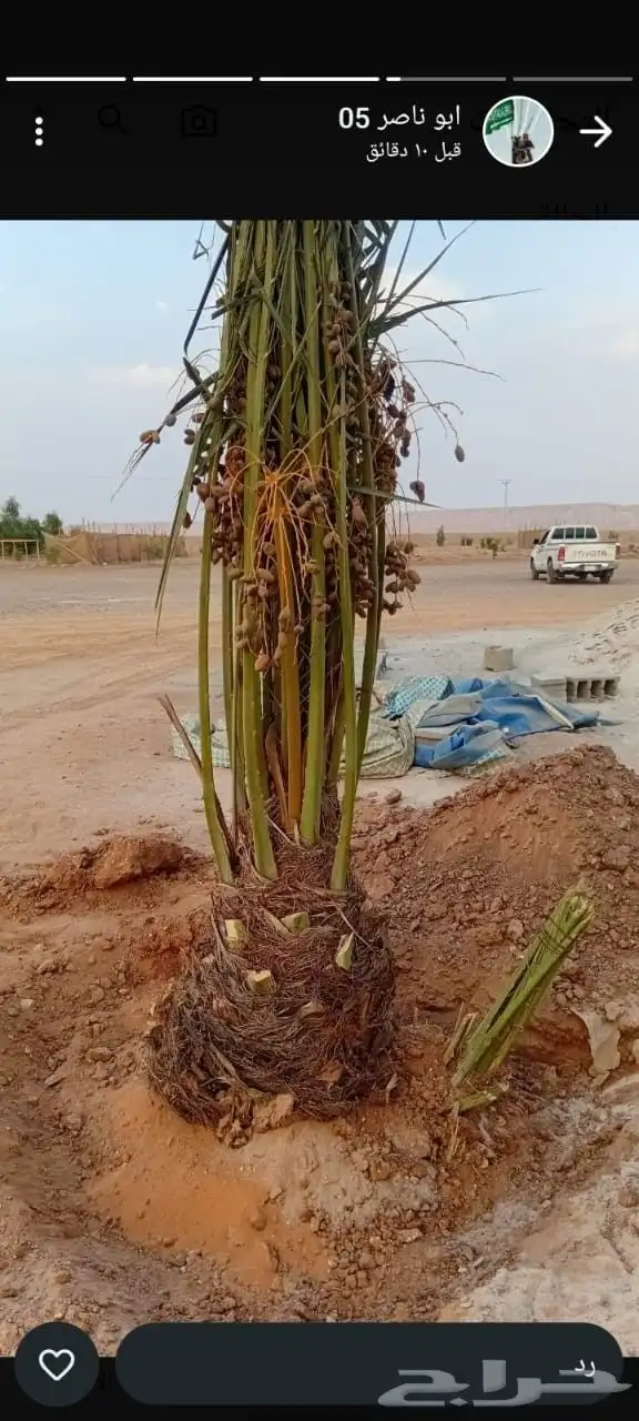 توريد نخيل بجميع انواعه 6