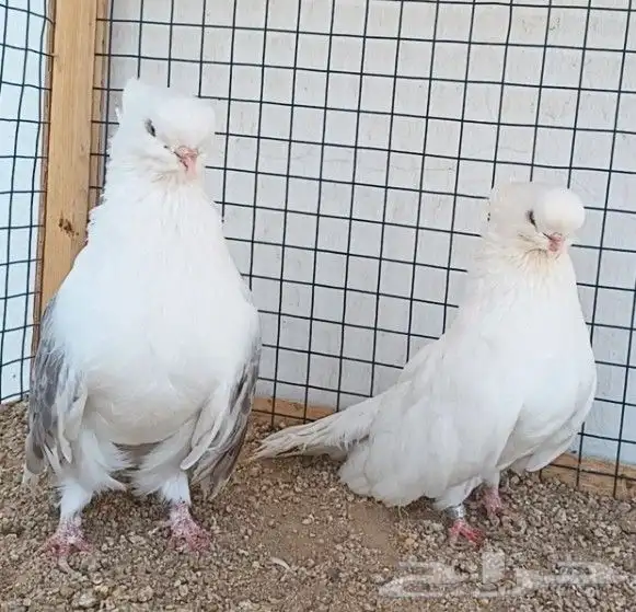 جوز نك كنار 3