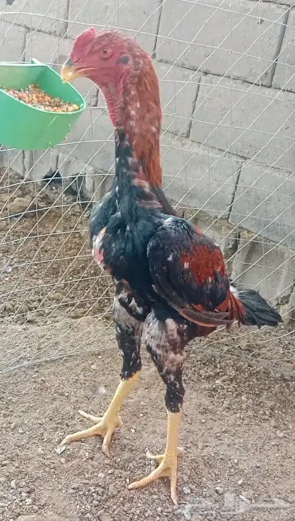 سلام عليكم عرض ديك شامو ياباني عمر تقريبا 6شهر طول 3 بلكات 0