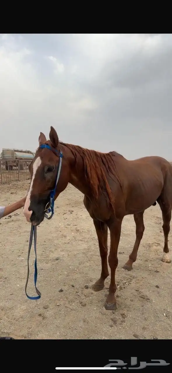 خيول انجليزيه ممتازه للتدريب هاديه جدا جدا 1