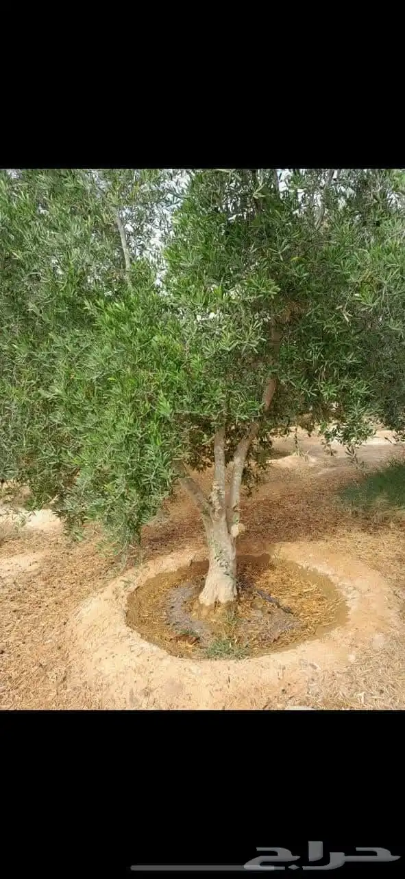 يوجد لدينا جميع انواع النخيل ولاشجار 7