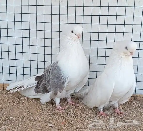 جوز نك كنار 2