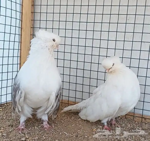 جوز نك كنار 4