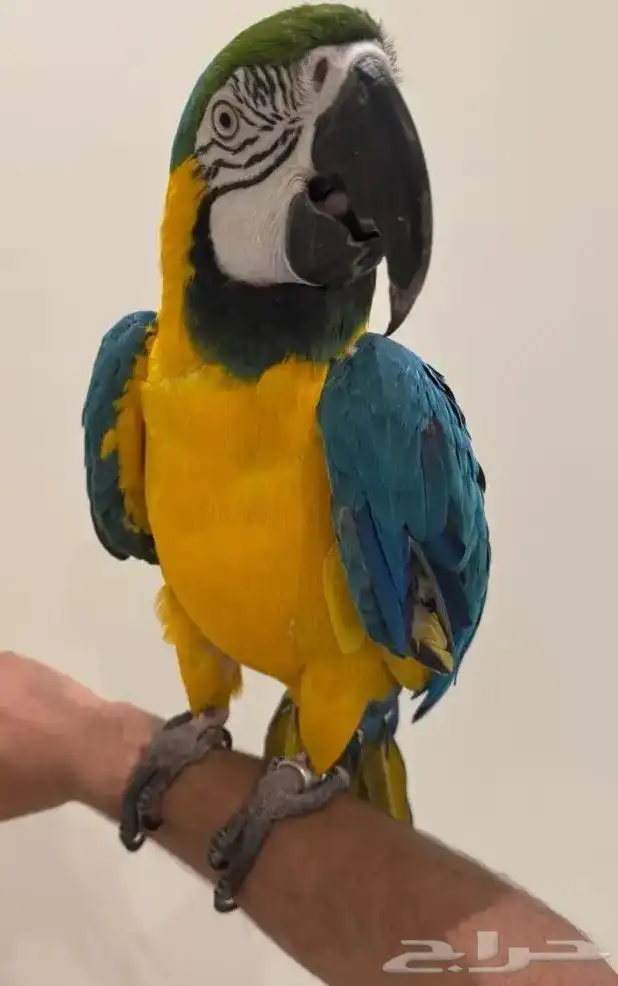 مكاو أليف ما عنده عظ ابد بس ما يطير 2