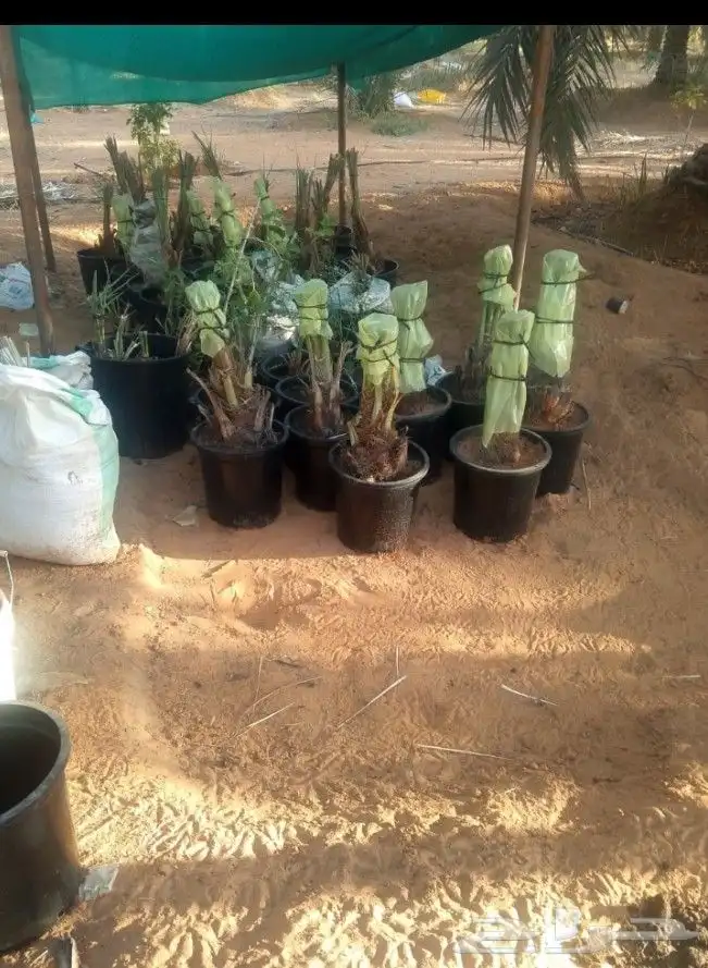 لبيع نبتت حصان 0