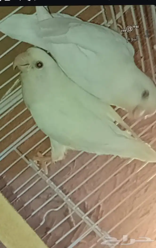 جواز روز البينو منتج عيونه حمرا مع فرخ صحته ممتازه 1