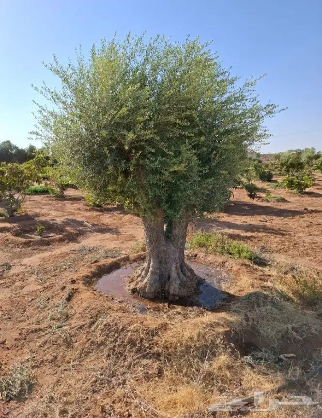 اشجار الزيتون معمر ومفراع محسن 1