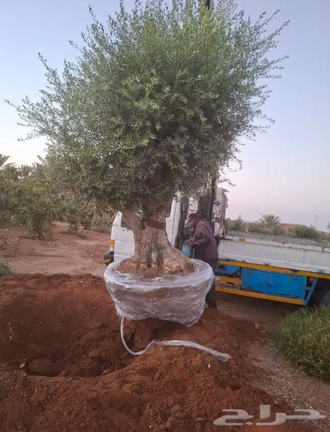 اشجار الزيتون معمر ومفراع محسن 6