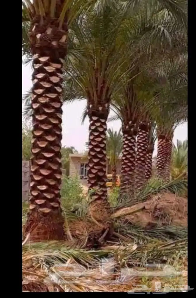 معلم قص شجر ونخل بجده 2