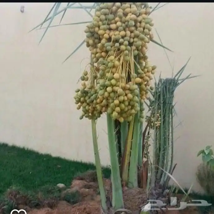 يوجد لدينا نخل عربي ووشنطني للبيع 0