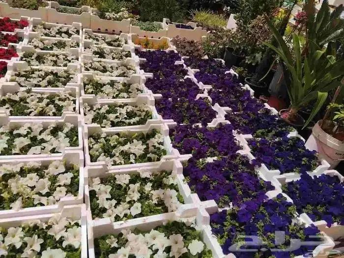 تنسيق حدائق 9