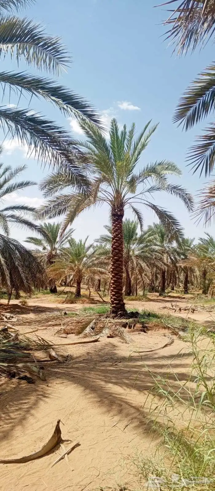 جميع انواع نخل متوفر لدينا ا 1