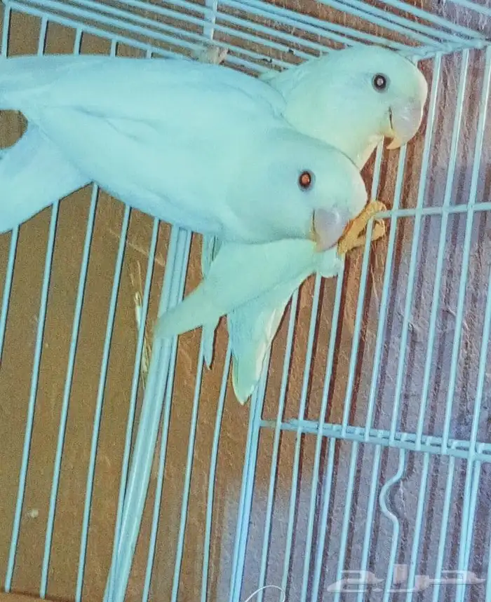 جواز روز البينو منتج عيونه حمرا مع فرخ صحته ممتازه 2