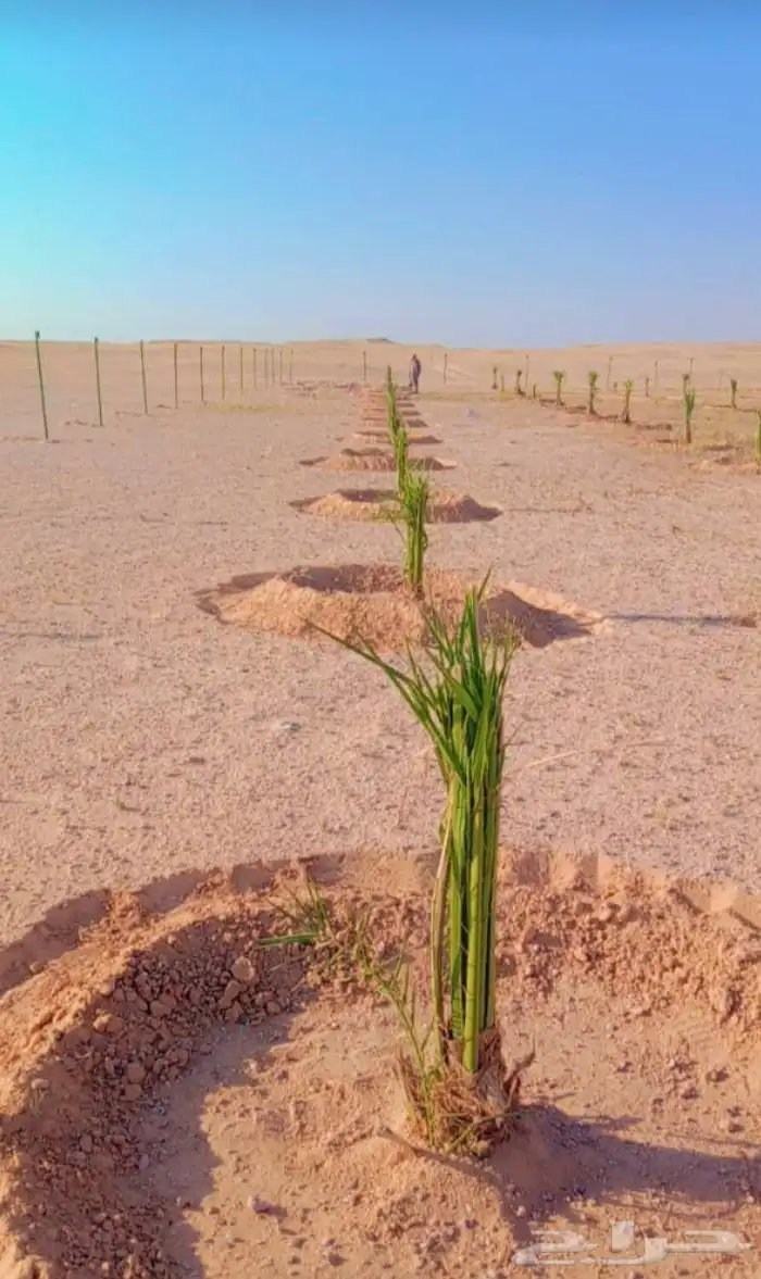 زراعه نخيل 0