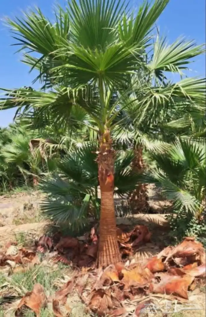 نخيل واشنطونيا زينه درجه اولى 5