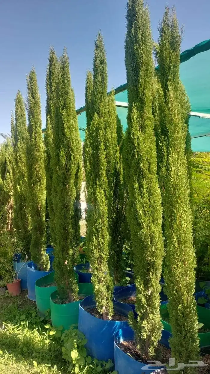 زيتون وشنطوني سرو شجر زيتون 4