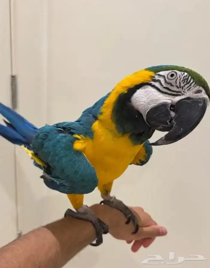 مكاو أليف ما عنده عظ ابد بس ما يطير 1