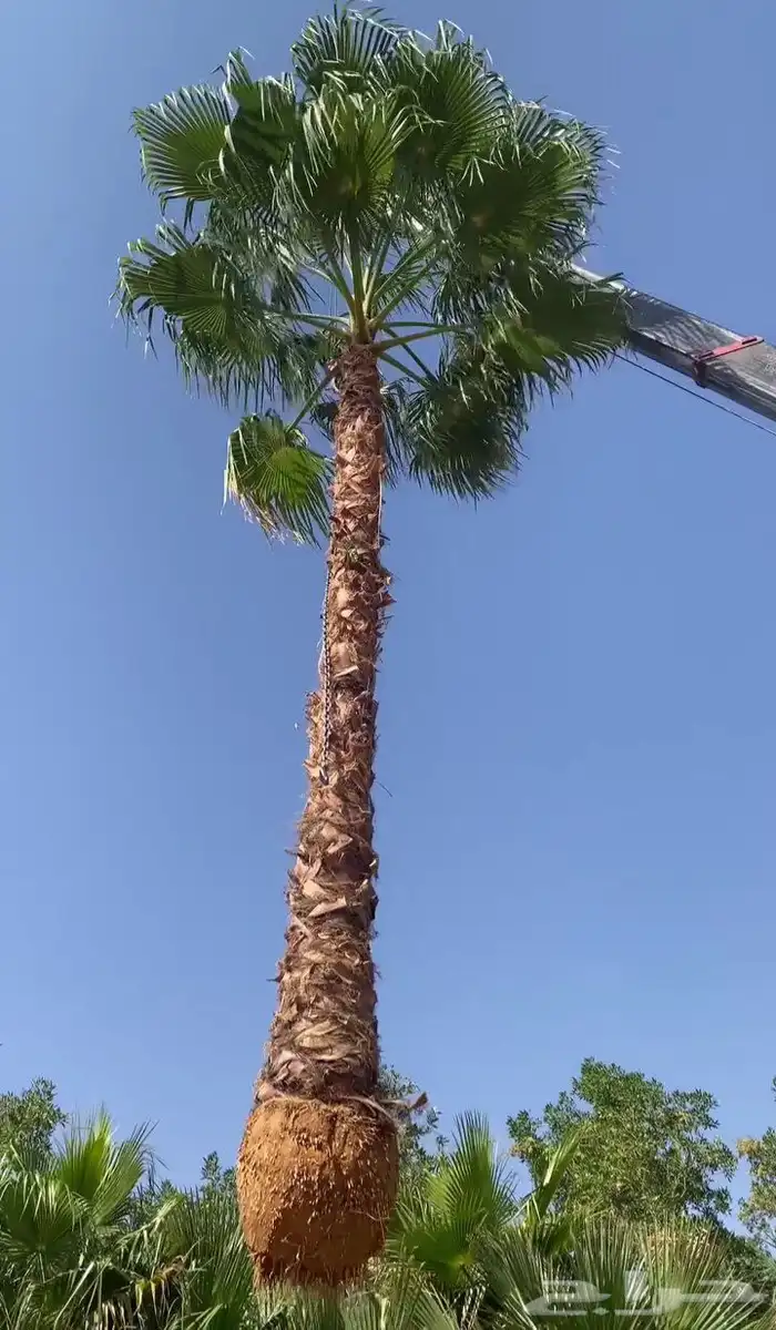 جميع انواع نخل متوفر لدينا ا 0