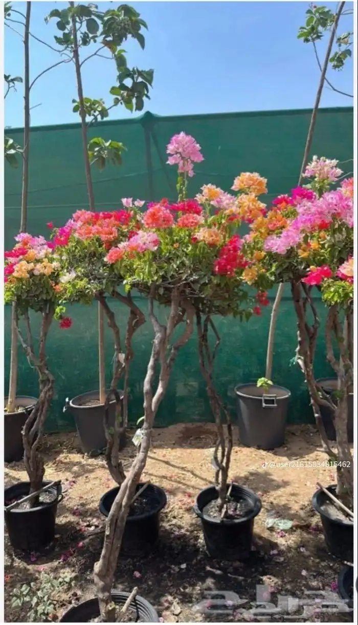 مشتل الروضة في جدة 11