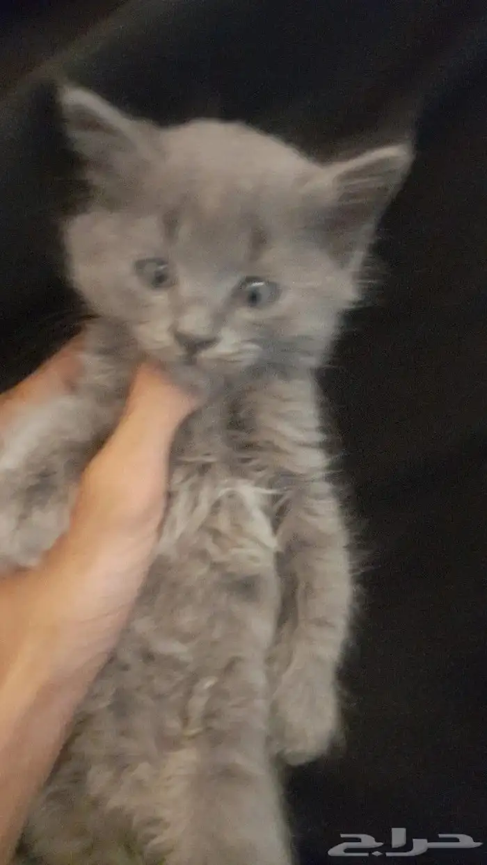 قطط 1