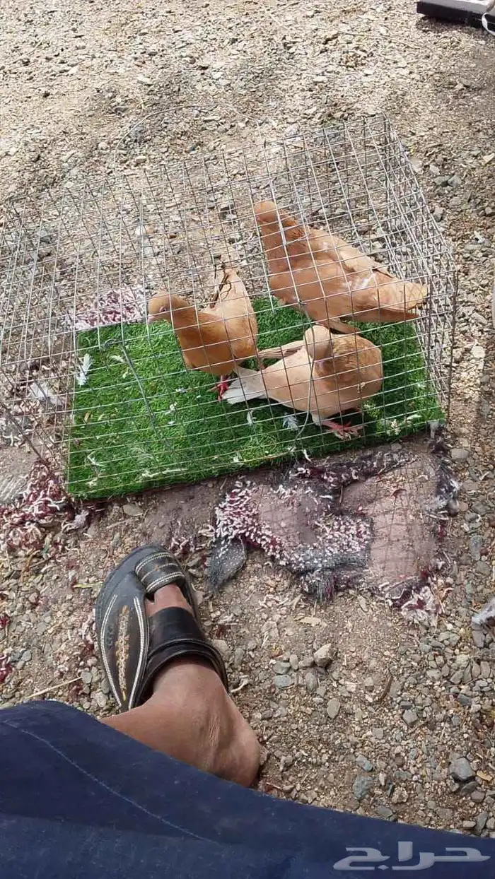 مجموعة حمام للبيع 2
