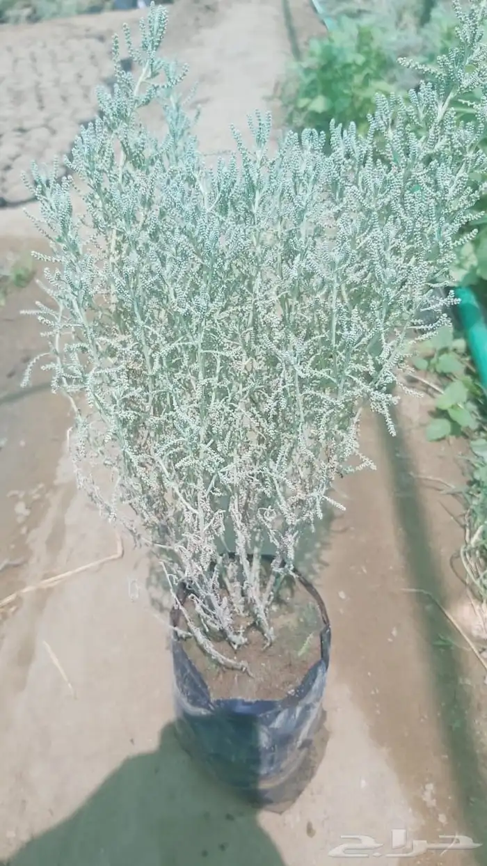 شيح متوفر كميات اسعار مناسبه 0