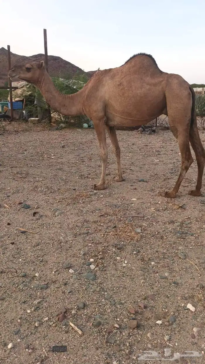 6 نياق عوادي حمر من 3600 تم البيع 3