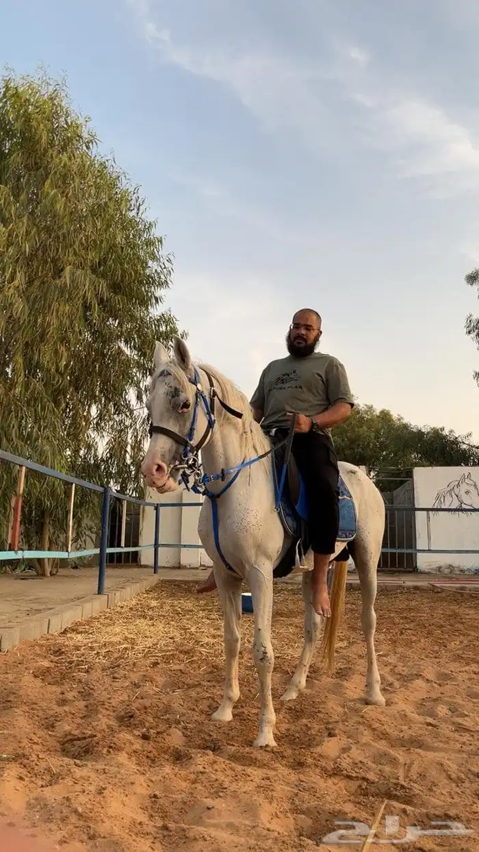 حصان شعبي 5 سنوات ركوب طيب للتواصل واتس 0