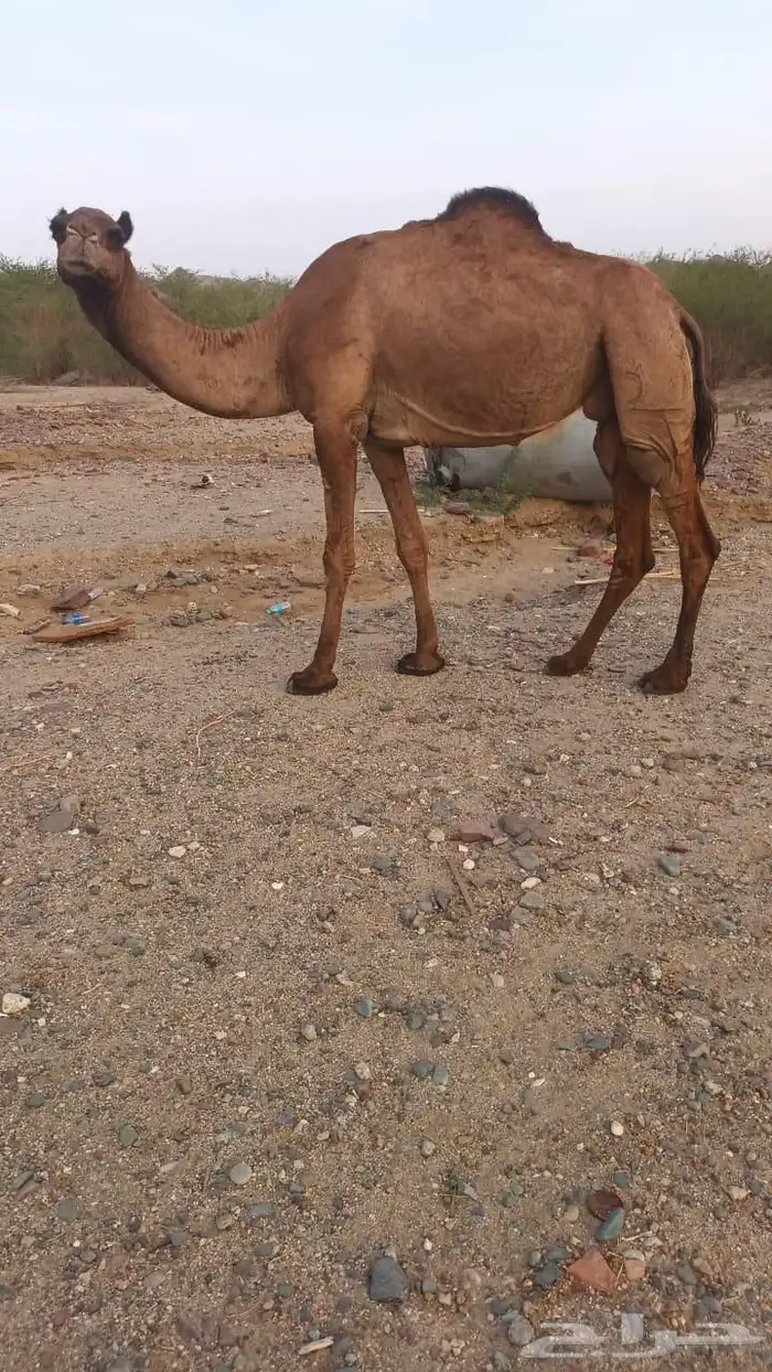 6 نياق عوادي حمر من 3600 تم البيع 2