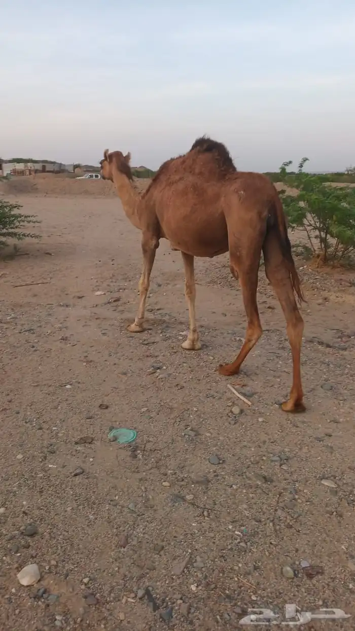 6 نياق عوادي حمر من 3600 تم البيع 9