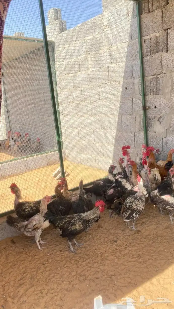 دجاج بياض 0