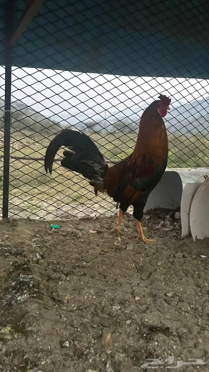 دجاج بلدي 3