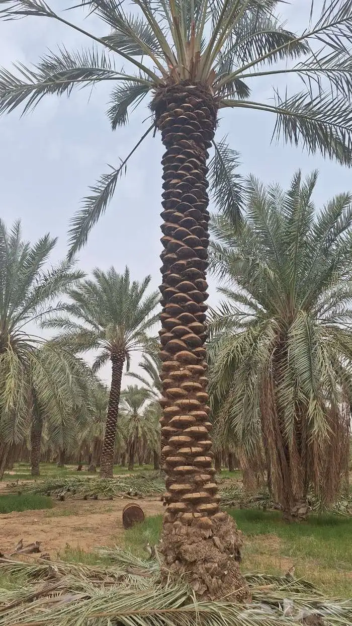 يوجد لدينا جميع انواع انخيل العربي وزينه 5