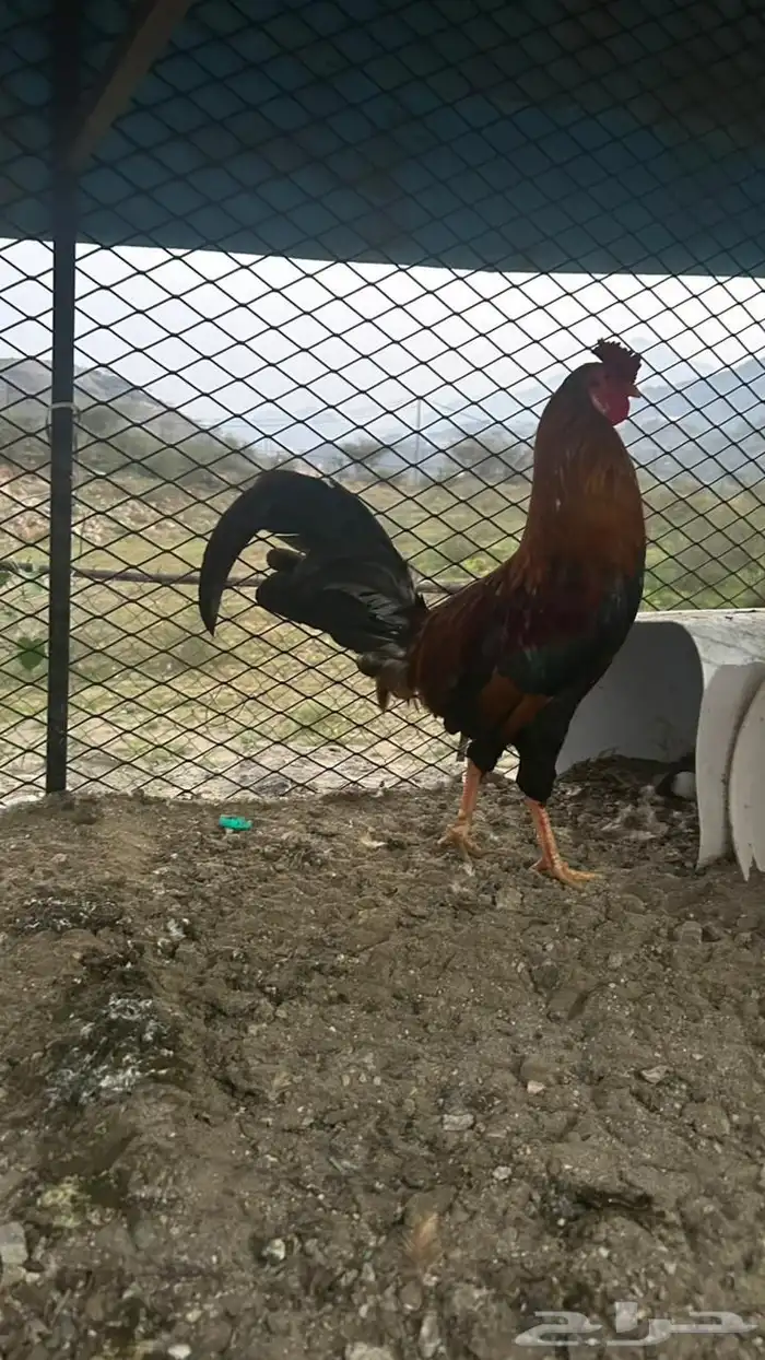 دجاج بلدي 2