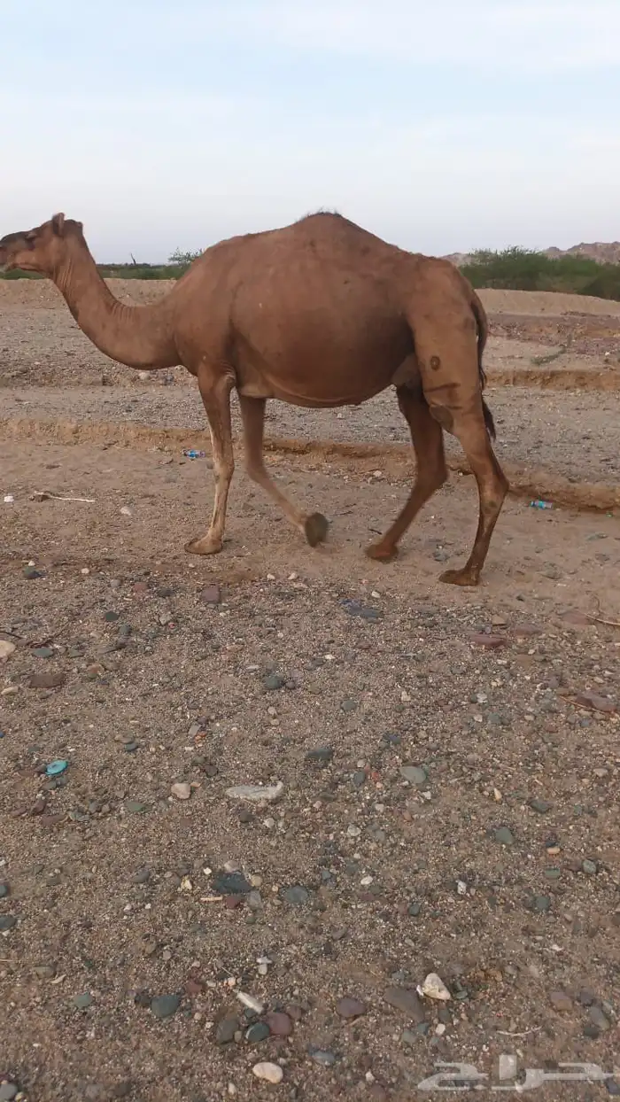 6 نياق عوادي حمر من 3600 تم البيع 1