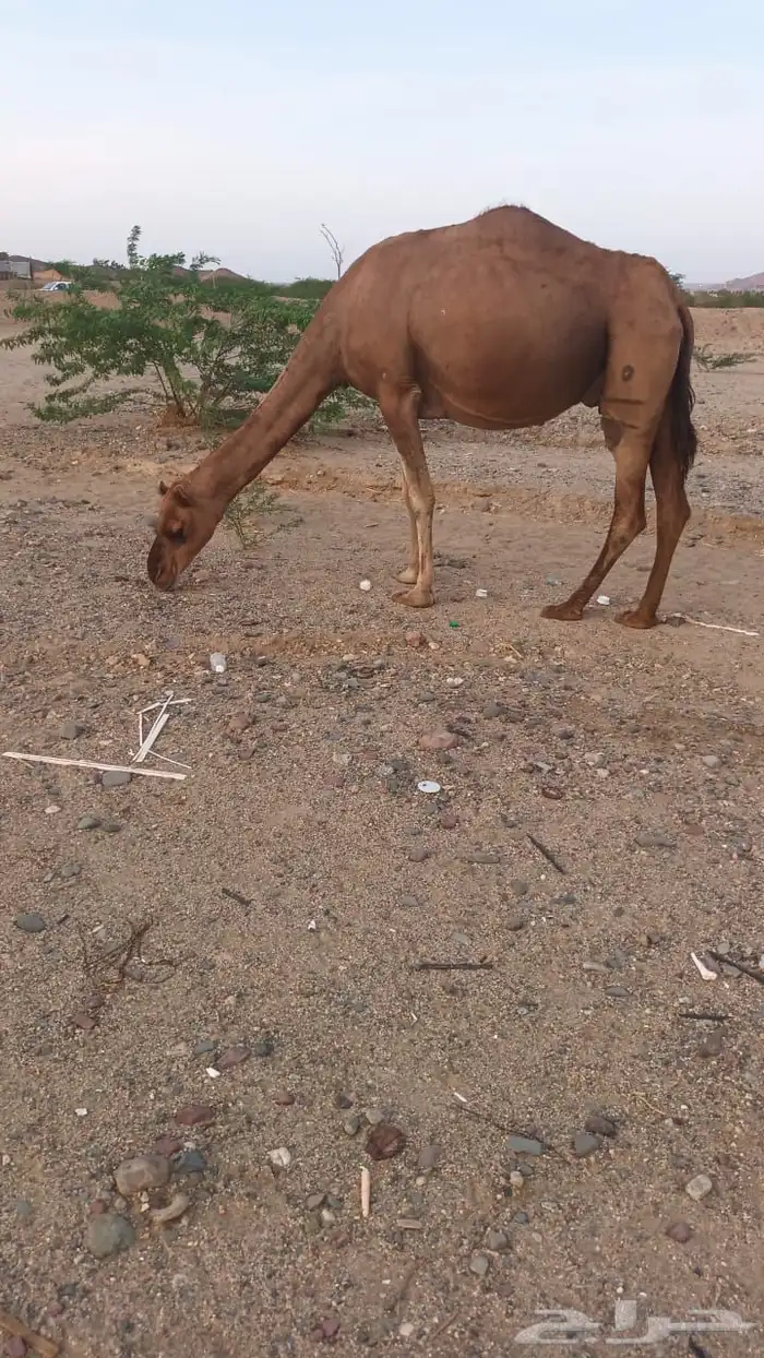 6 نياق عوادي حمر من 3600 تم البيع 0