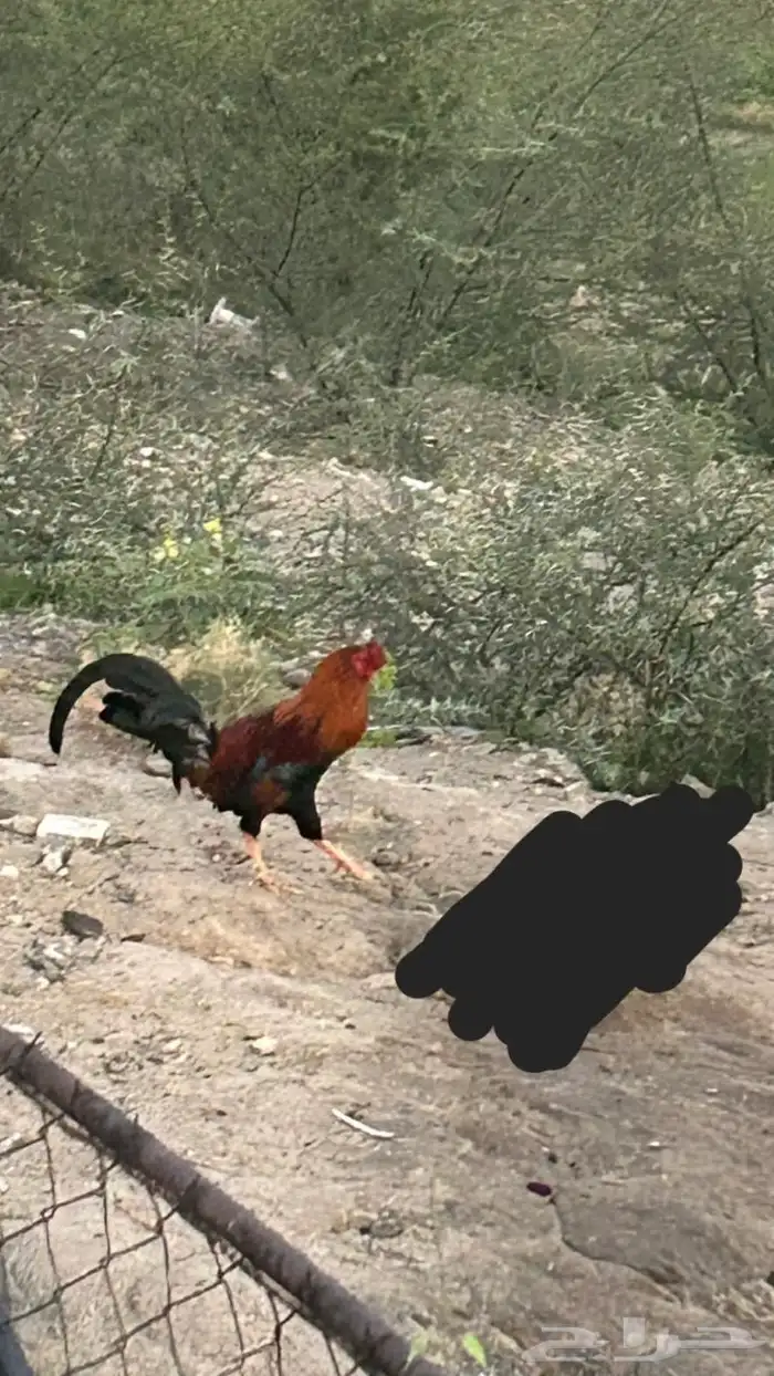 دجاج بلدي 5