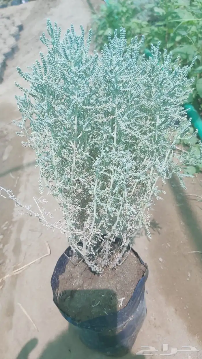 شيح متوفر كميات اسعار مناسبه 2